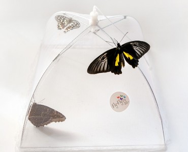 Домик для живых бабочек