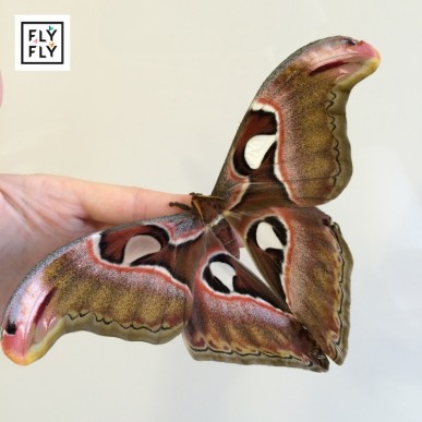 Филиппинская живая тропическая бабочка Атлас (Attacus Atlas) с размахом крылышек до 28см