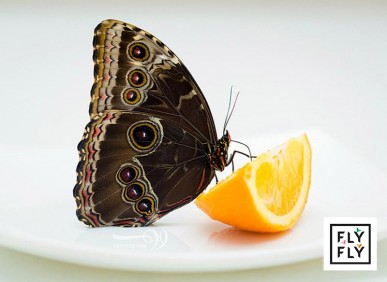 Живая бабочка Морфо кушает